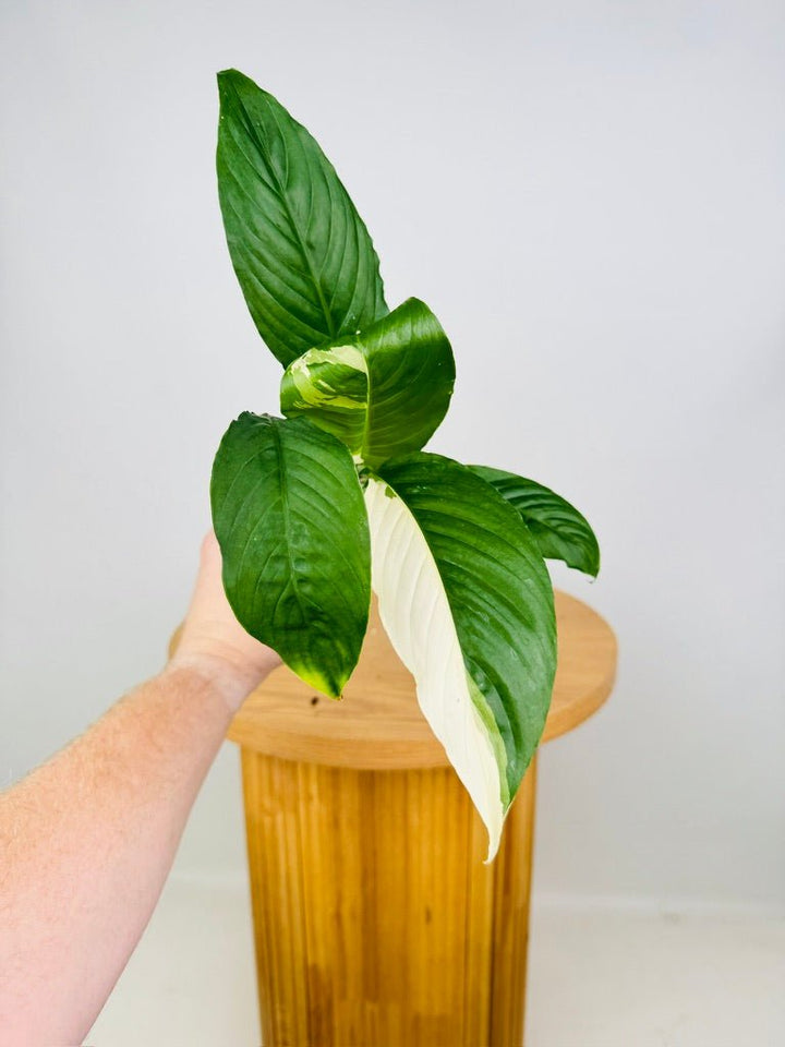 Spathiphyllum Picasso - Random Selection | Uprooted