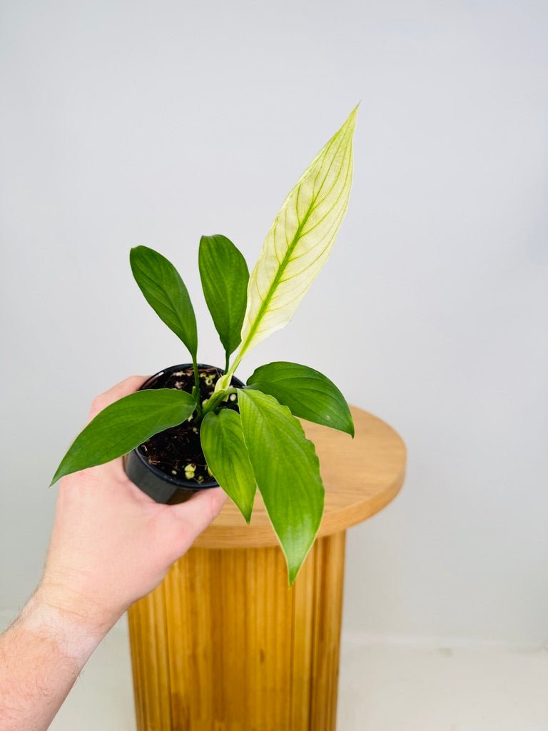 Spathiphyllum Sensation Variegated | Uprooted