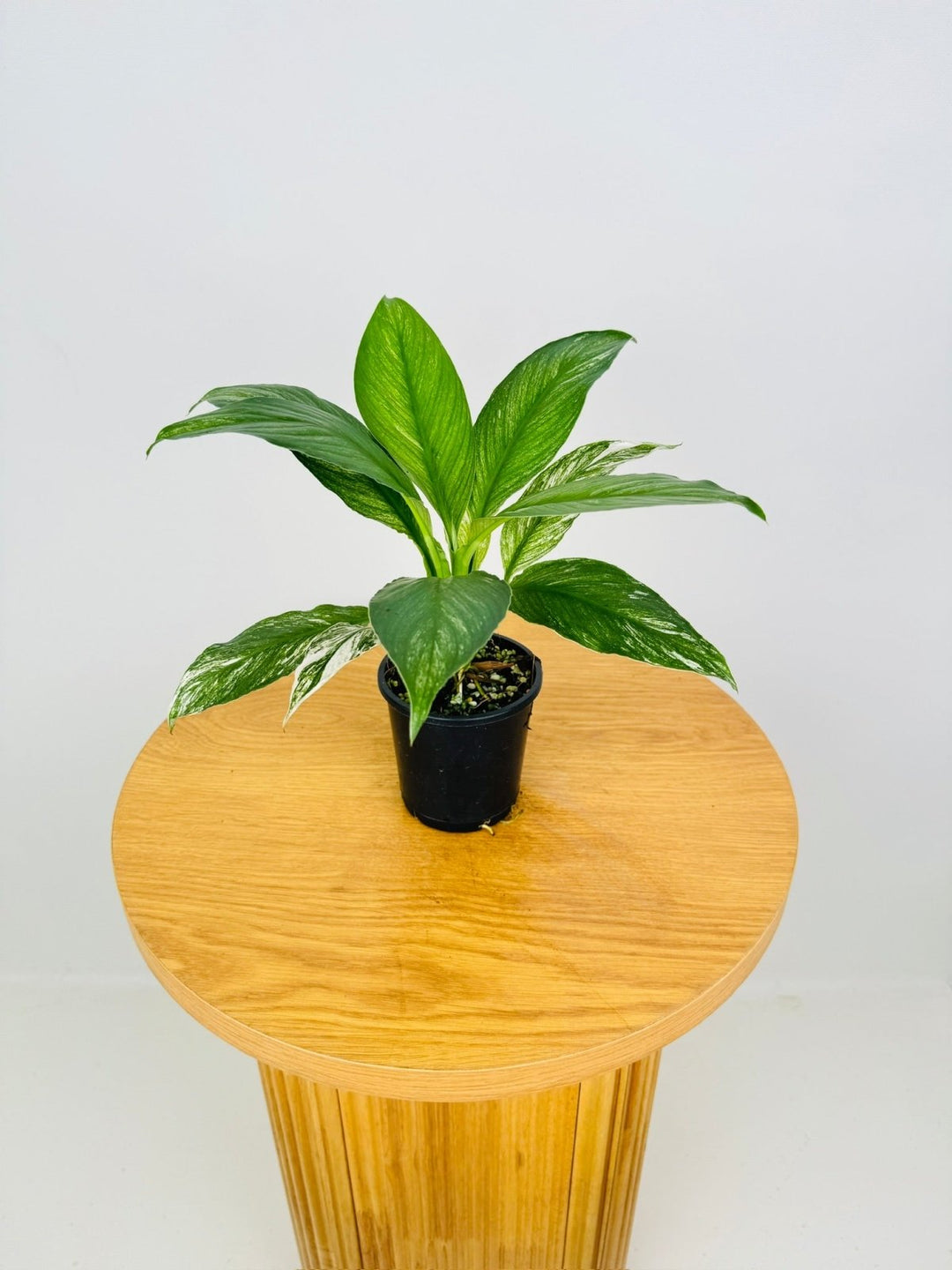 Spathiphyllum Sensation Variegated | Uprooted