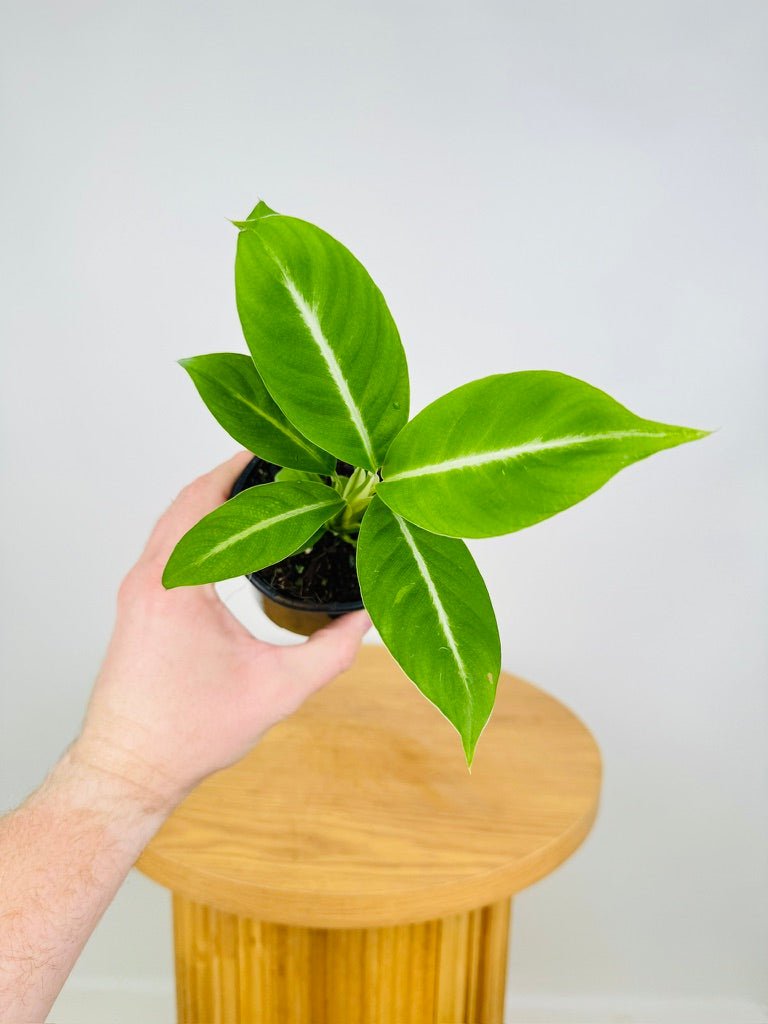 Spathiphyllum Silver Streak | Uprooted