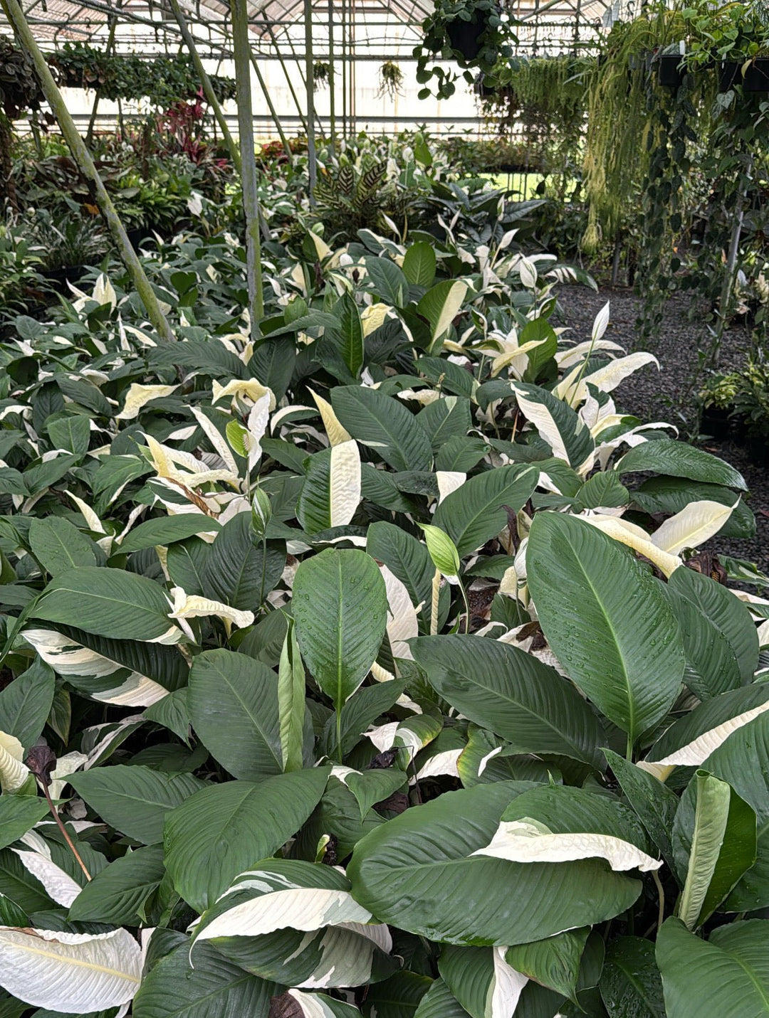 Spathiphyllum Wallisii Picasso - Random Selection - Maxi | Uprooted