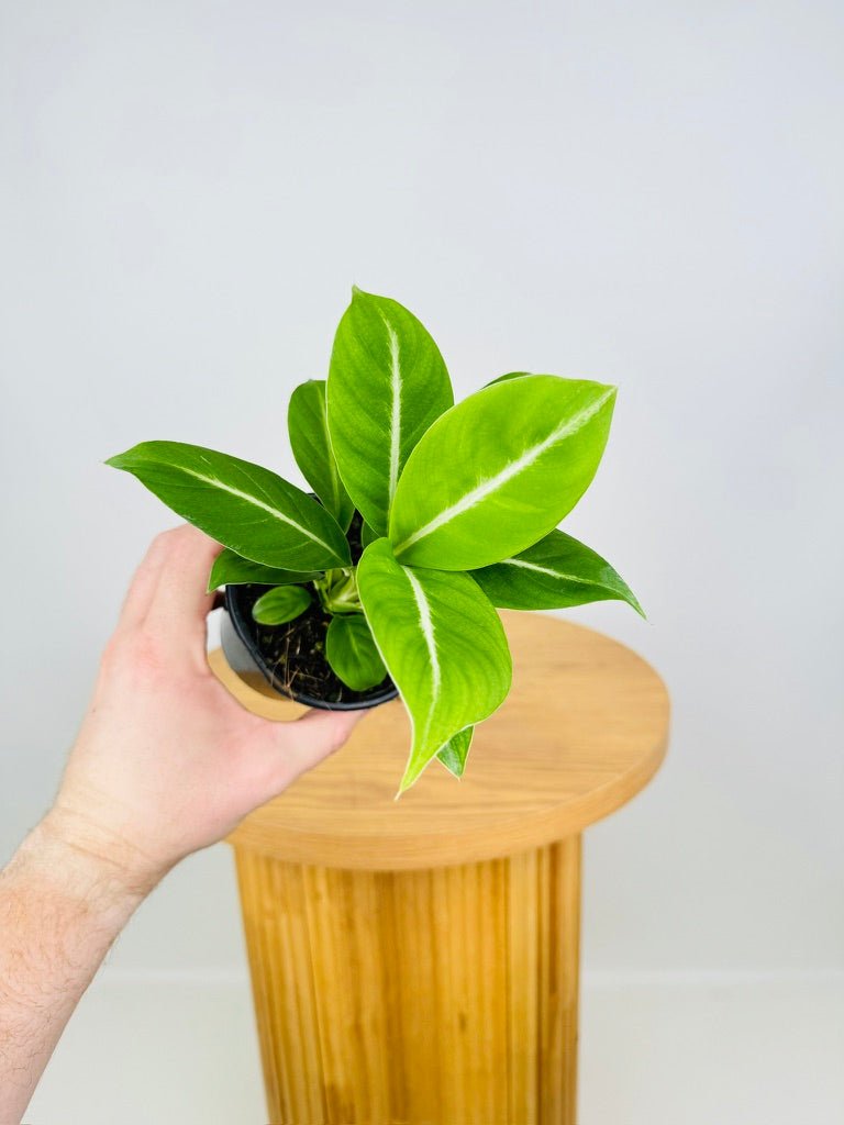 Spathiphyllum Wallisii - Silver Streak | Uprooted