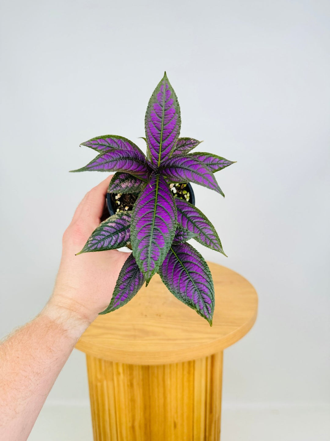 Strobilanthes Dyeriana - Persian Shield | Uprooted