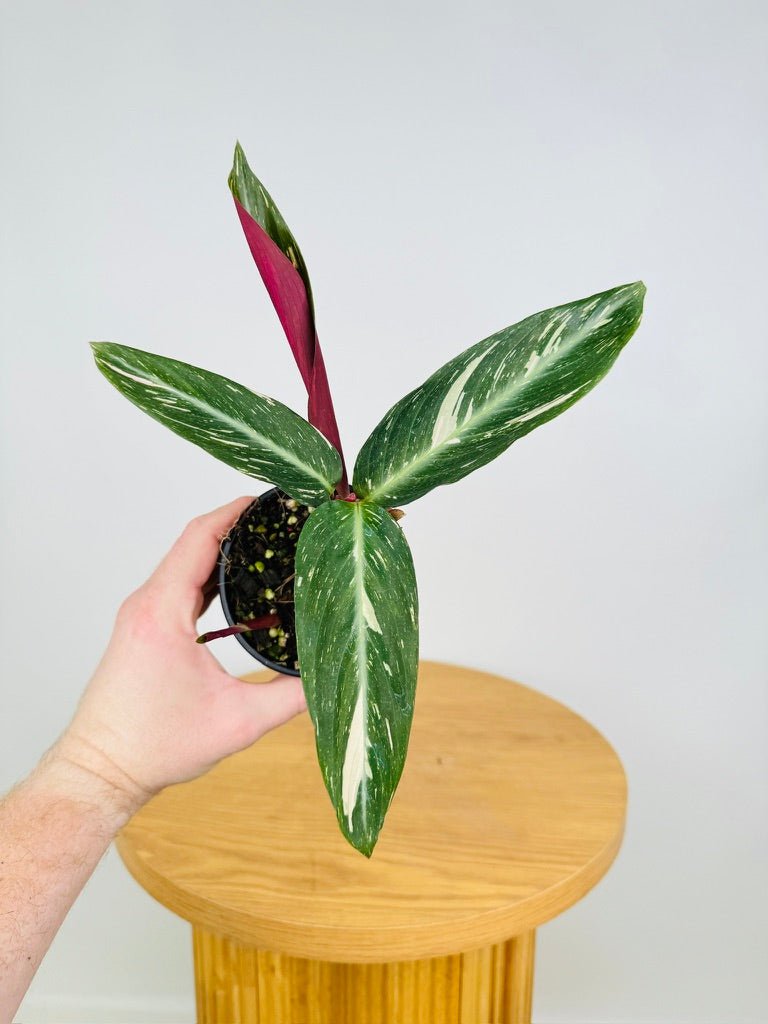 Stromanthe Sanguinea - Magic Star | Uprooted