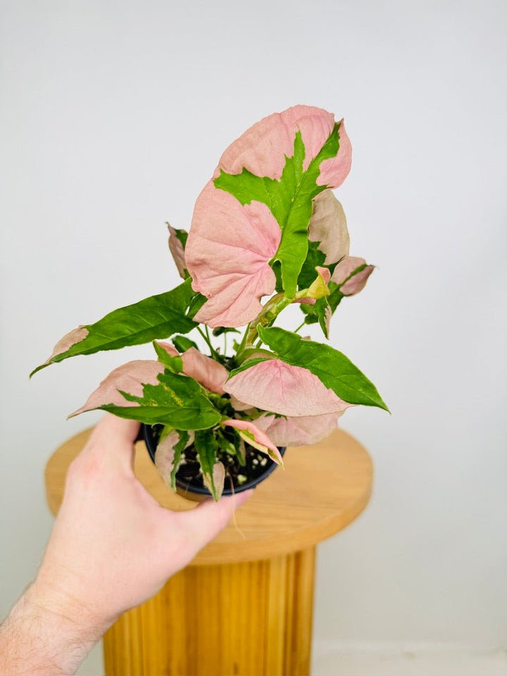 Syngonium Podophyllum - Beauty | Uprooted