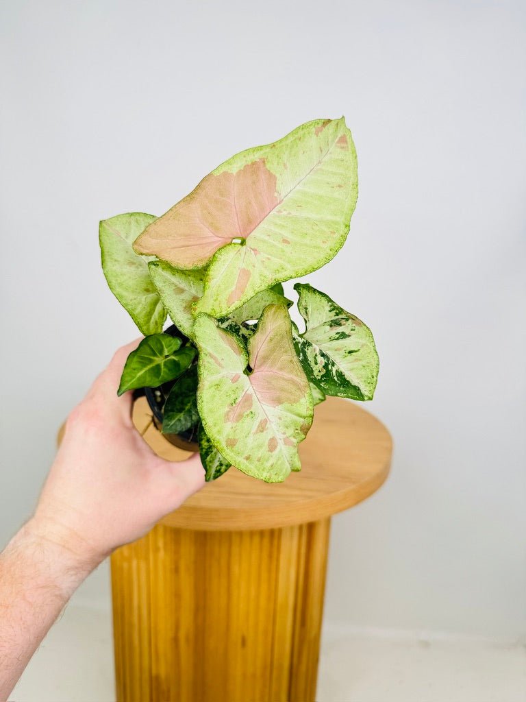 Syngonium Podophyllum - Confetti Tricolour | Uprooted