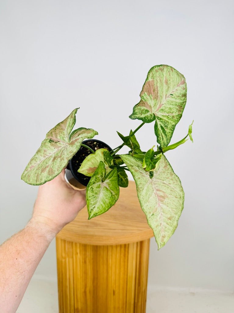 Syngonium Podophyllum - Confetti Tricolour | Uprooted