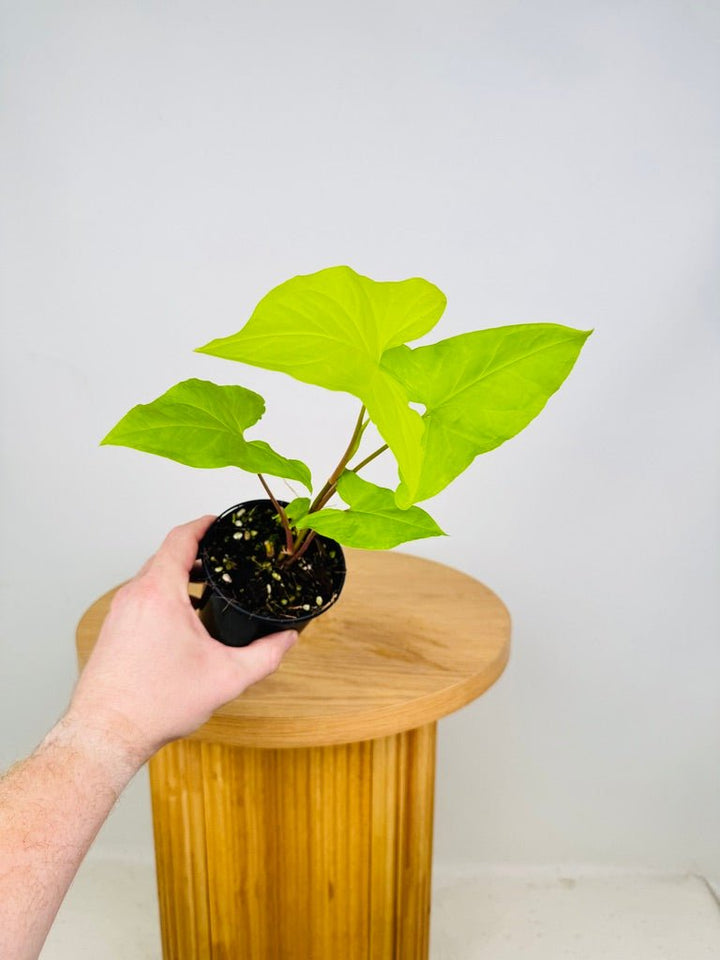 Syngonium Podophyllum - Goldie | Uprooted