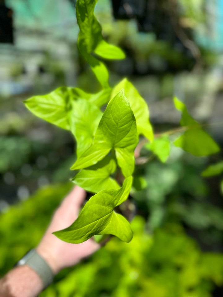 Syngonium Podophyllum - Goldie | Uprooted