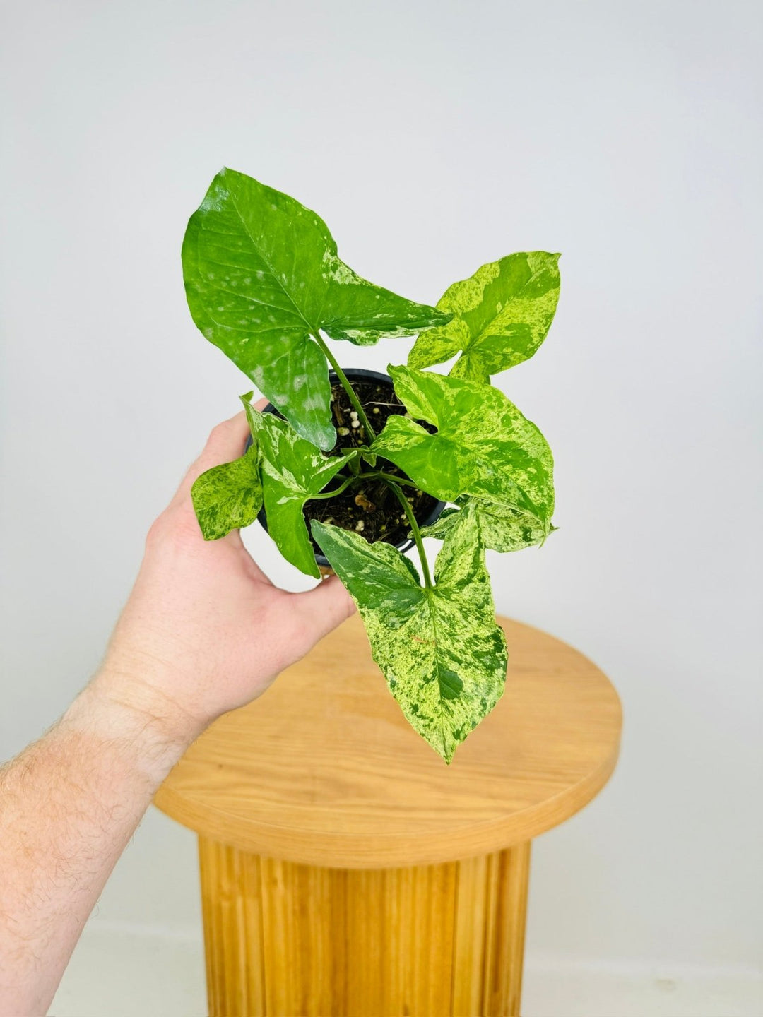 Syngonium Podophyllum - Mojito | Uprooted