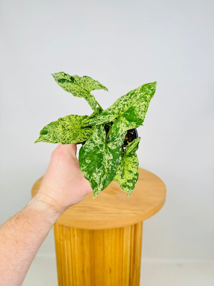 Syngonium Podophyllum - Mojito | Uprooted