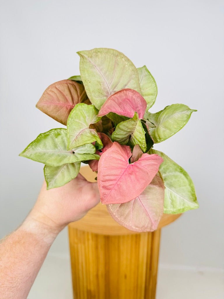 Syngonium Podophyllum - Mosaic | Uprooted