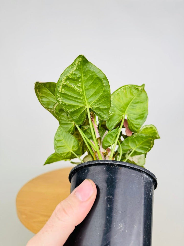 Syngonium Podophyllum - Mosaic | Uprooted