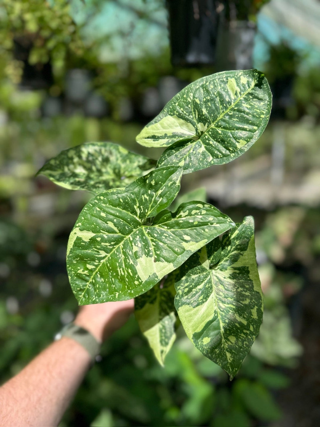 Syngonium Podophyllum - Panda | Uprooted