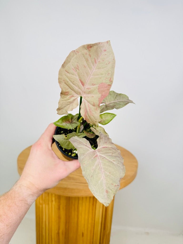 Syngonium Podophyllum - Pink Patchy | Uprooted