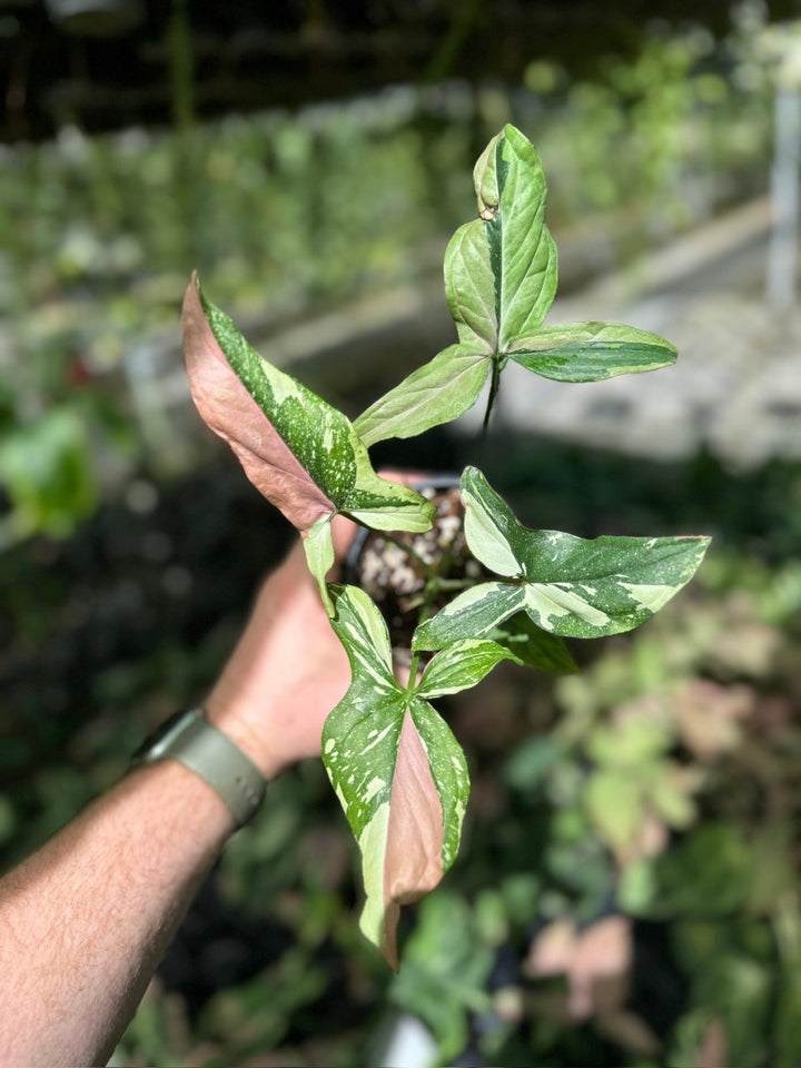 Syngonium Podophyllum - Red Spot Tricolour | Uprooted