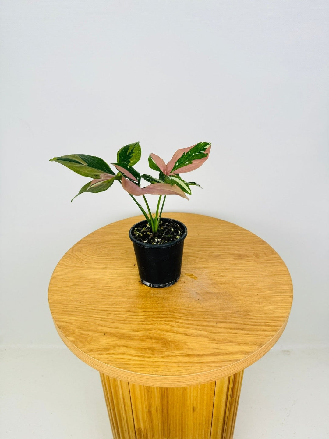 Syngonium Podophyllum - Red Spot Tricolour | Uprooted