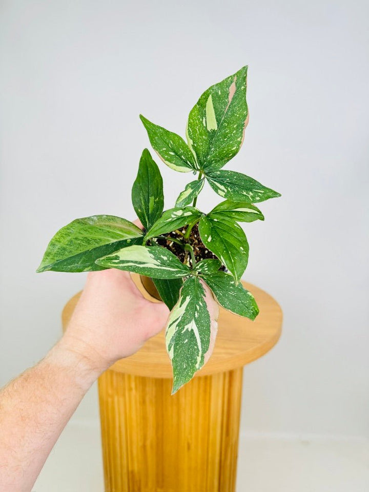 Syngonium Podophyllum - Red Spot Tricolour | Uprooted