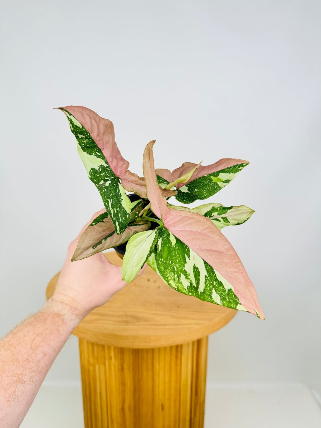 Syngonium Podophyllum - Red Spot Tricolour | Uprooted