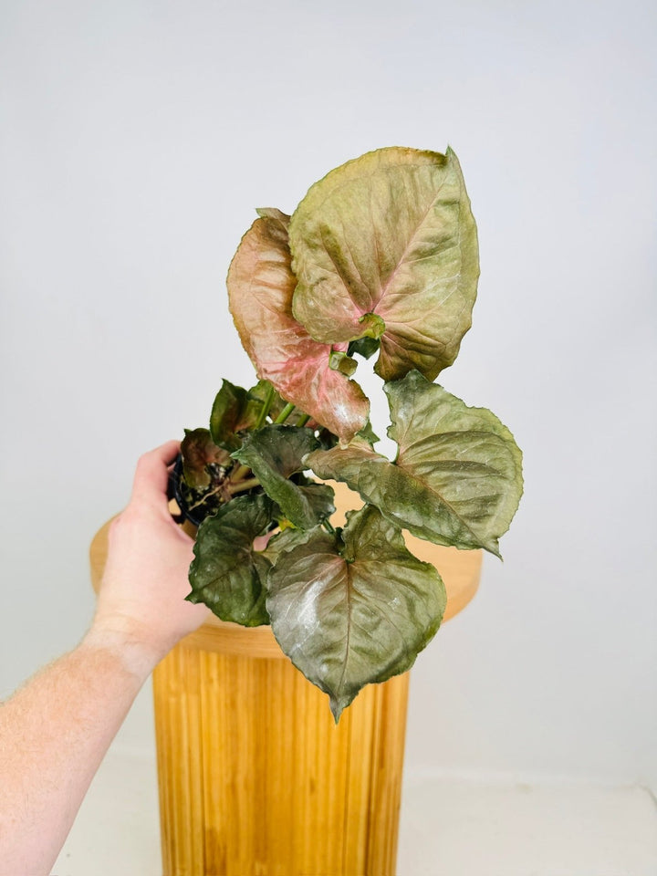 Syngonium Podophyllum - Strawberry Ice - No Variegation | Uprooted