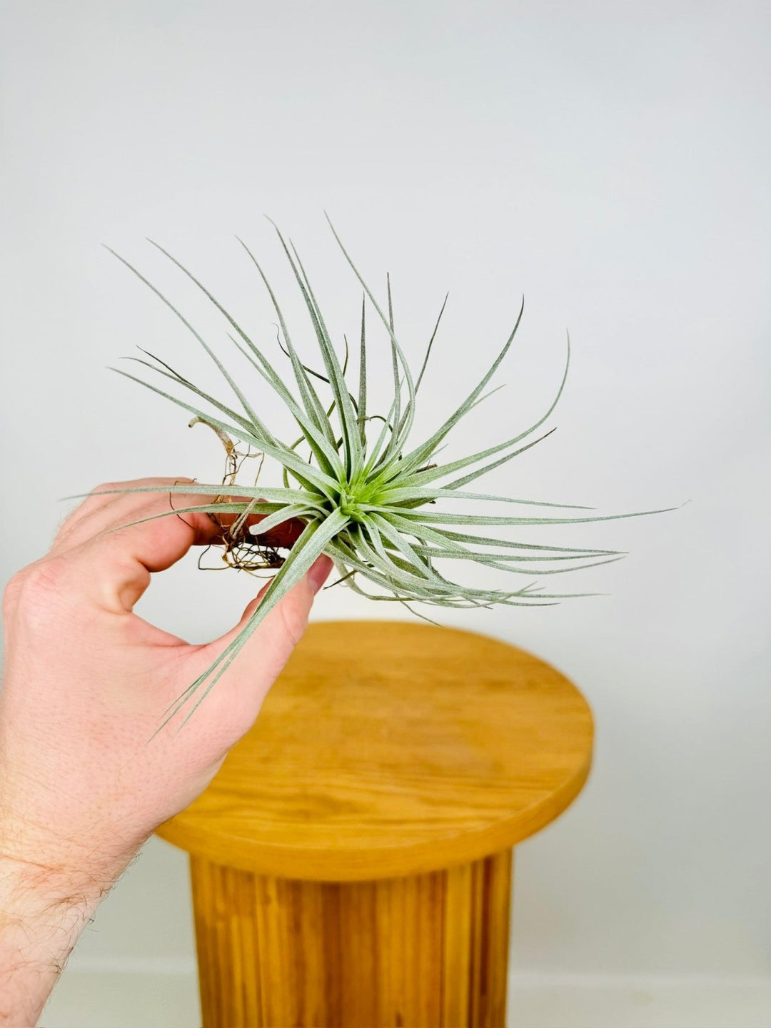 Tillandsia Cotton Candy | Uprooted