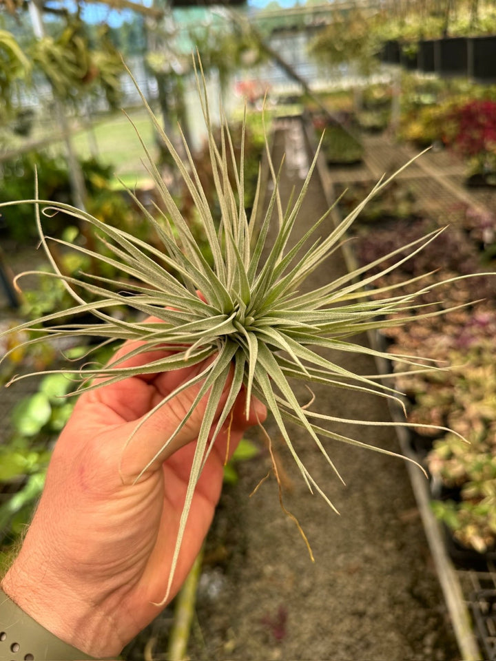 Tillandsia Cotton Candy | Uprooted