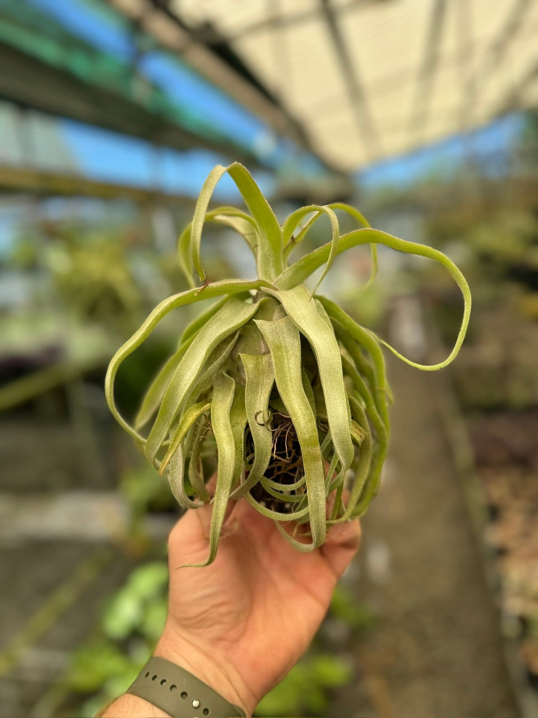 Tillandsia Streptophylla | Uprooted