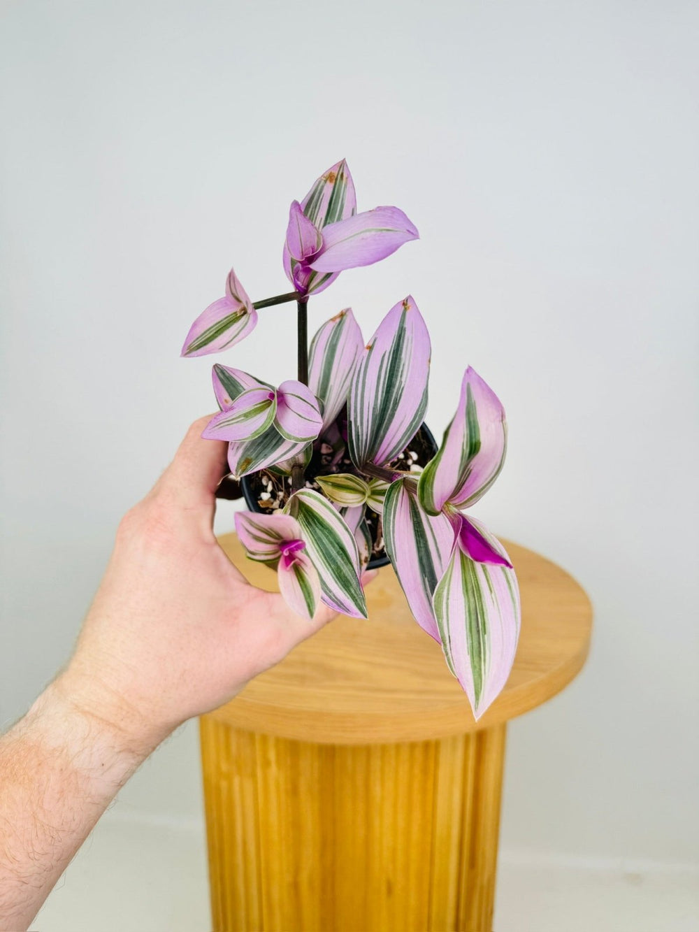 Tradescantia Fluminensis - Bubblegum Lilac | Uprooted