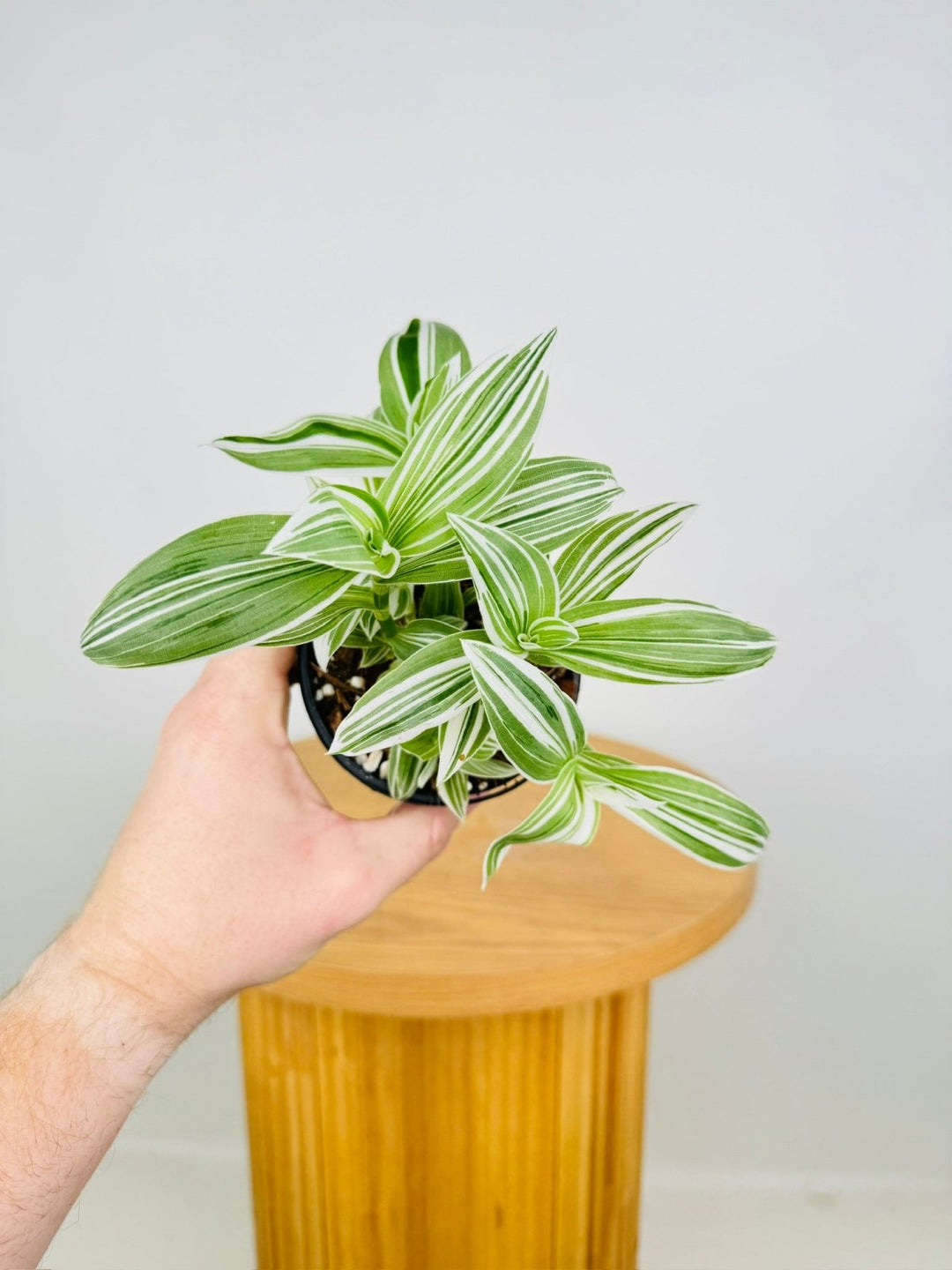 Tradescantia Fluminensis - Quicksilver | Uprooted