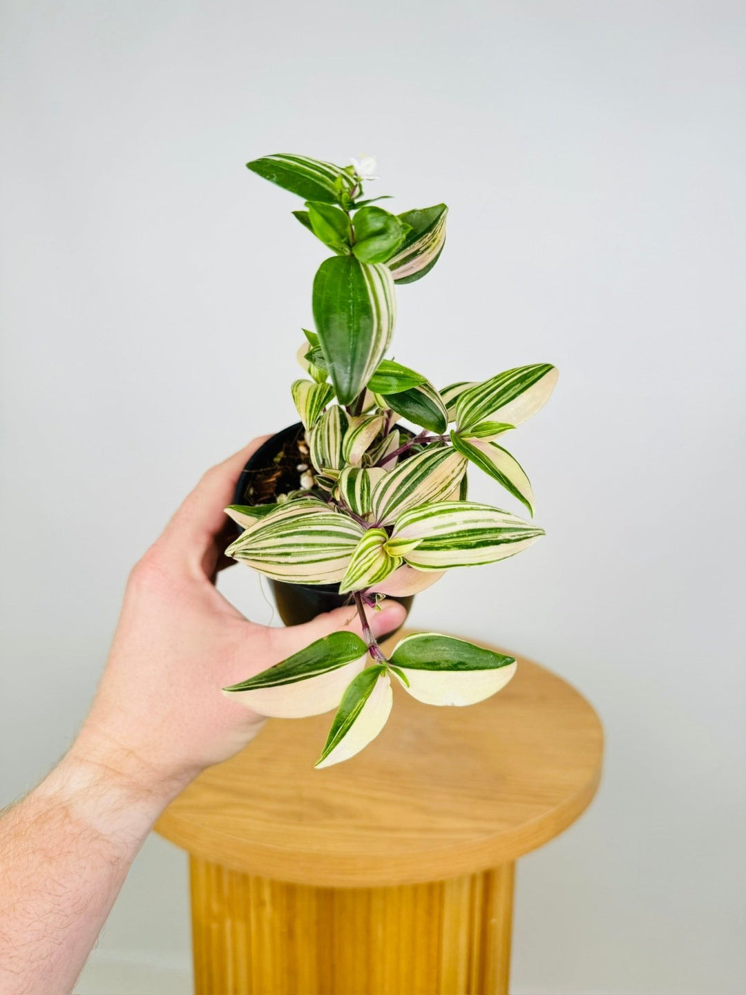 Tradescantia Fluminensis Tricolour | Uprooted