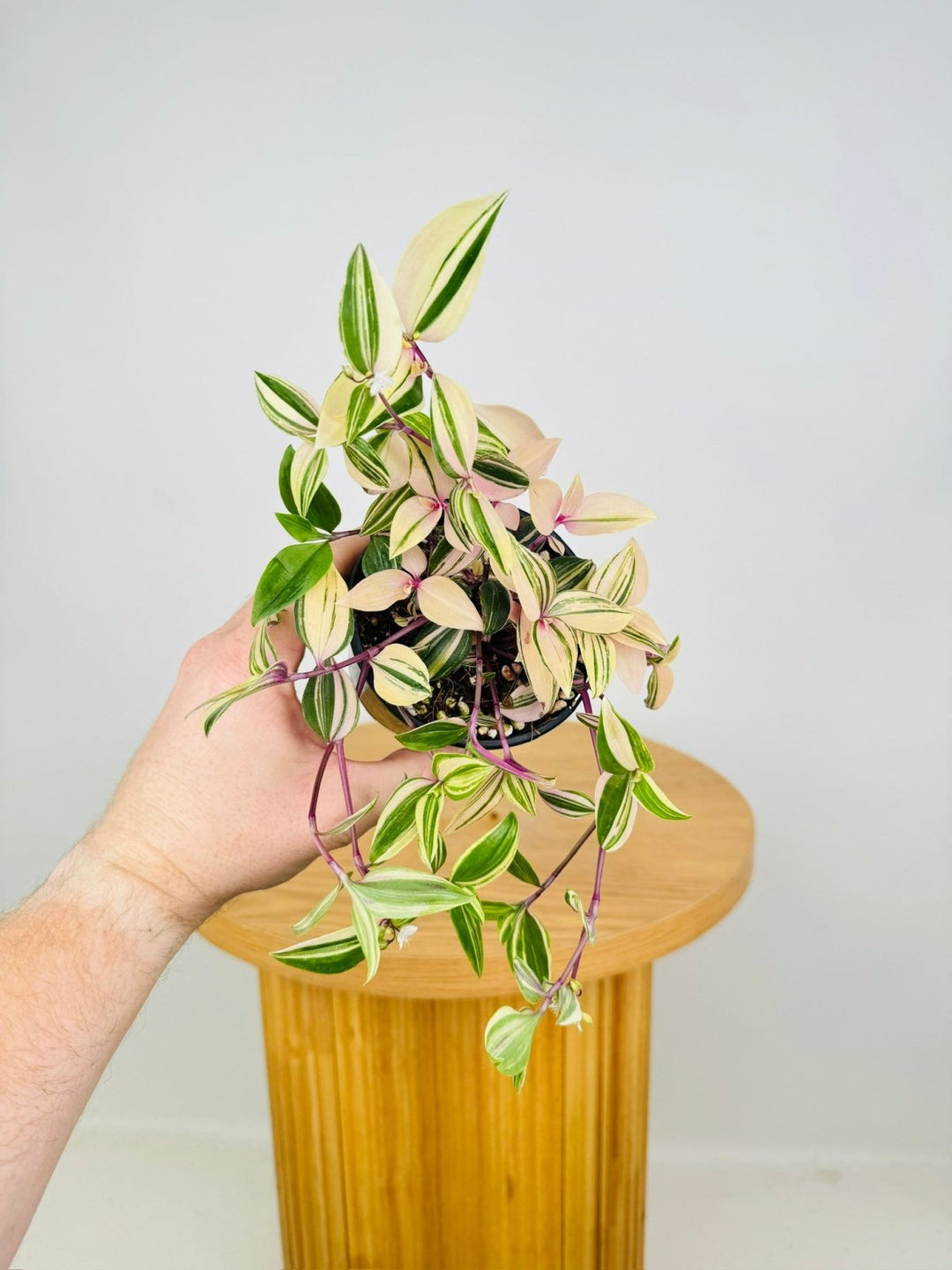 Tradescantia Fluminensis Tricolour | Uprooted