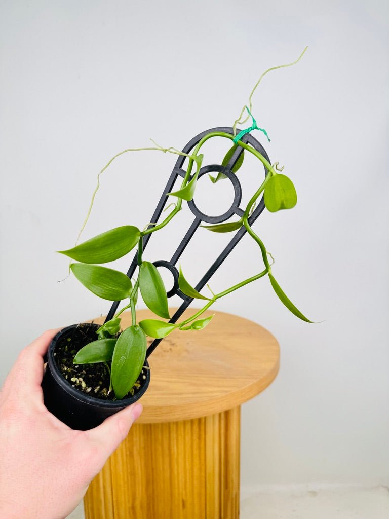 Vanilla Planifolia | Uprooted