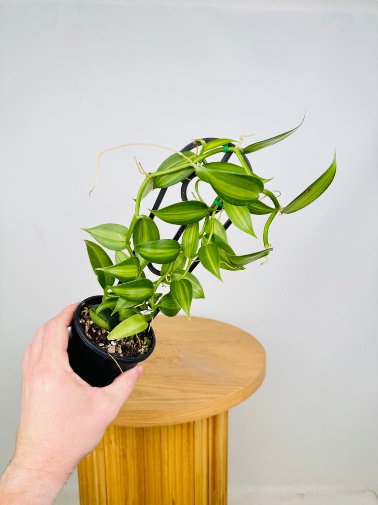 Vanilla Planifolia Variegata | Uprooted