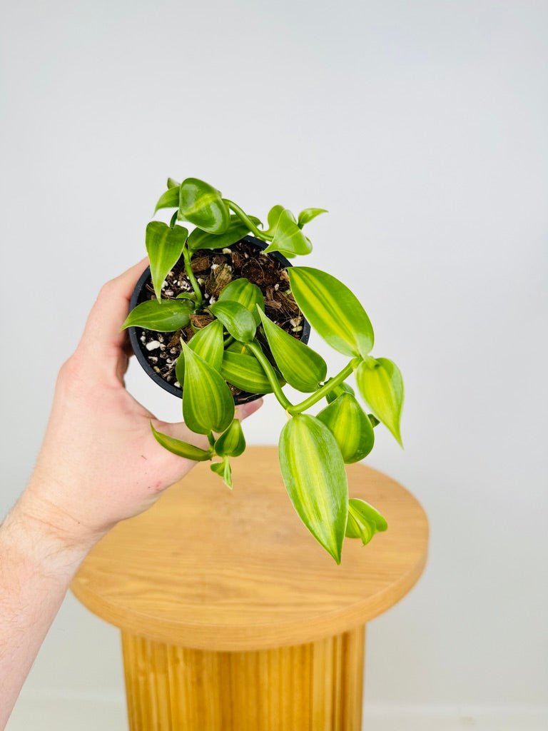 Vanilla Planifolia Variegata | Uprooted