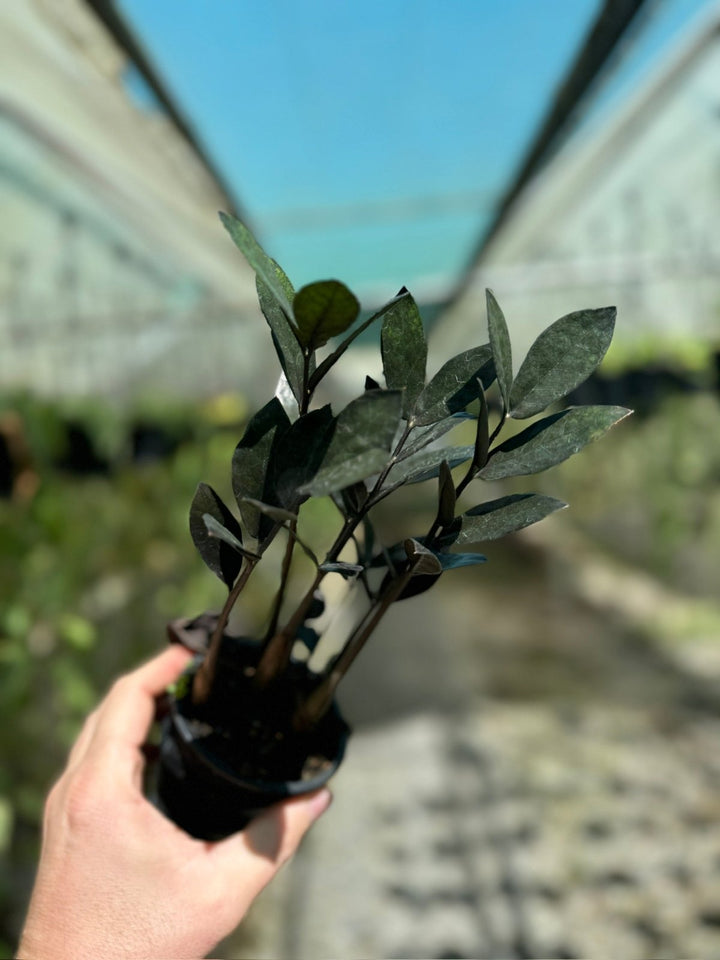 Zamioculcas Zamiifolia - Jungle Warrior | Uprooted