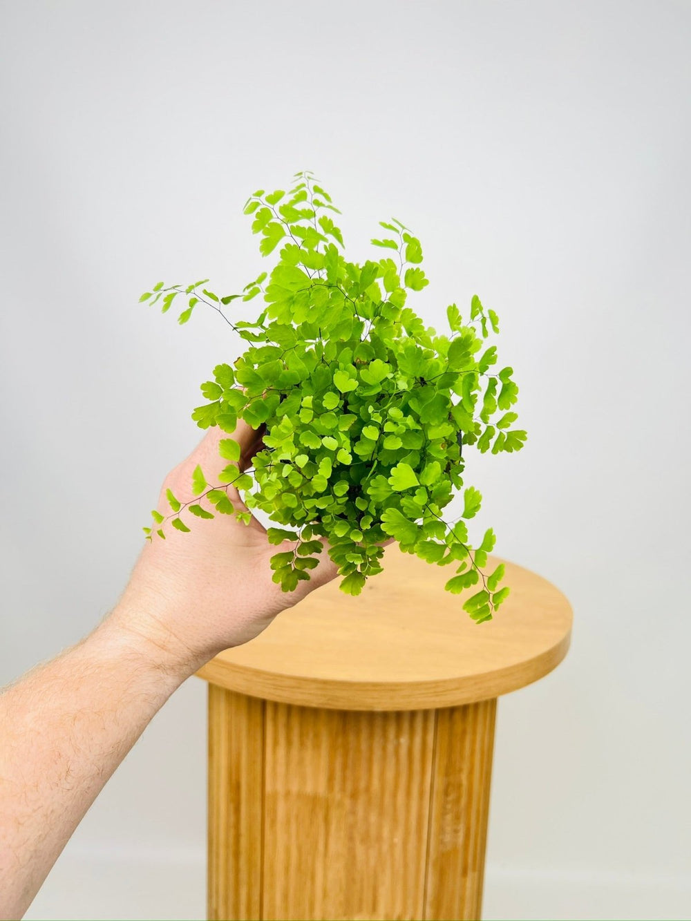 Adiantum Aethiopicum - Maidenhair Fern | Uprooted