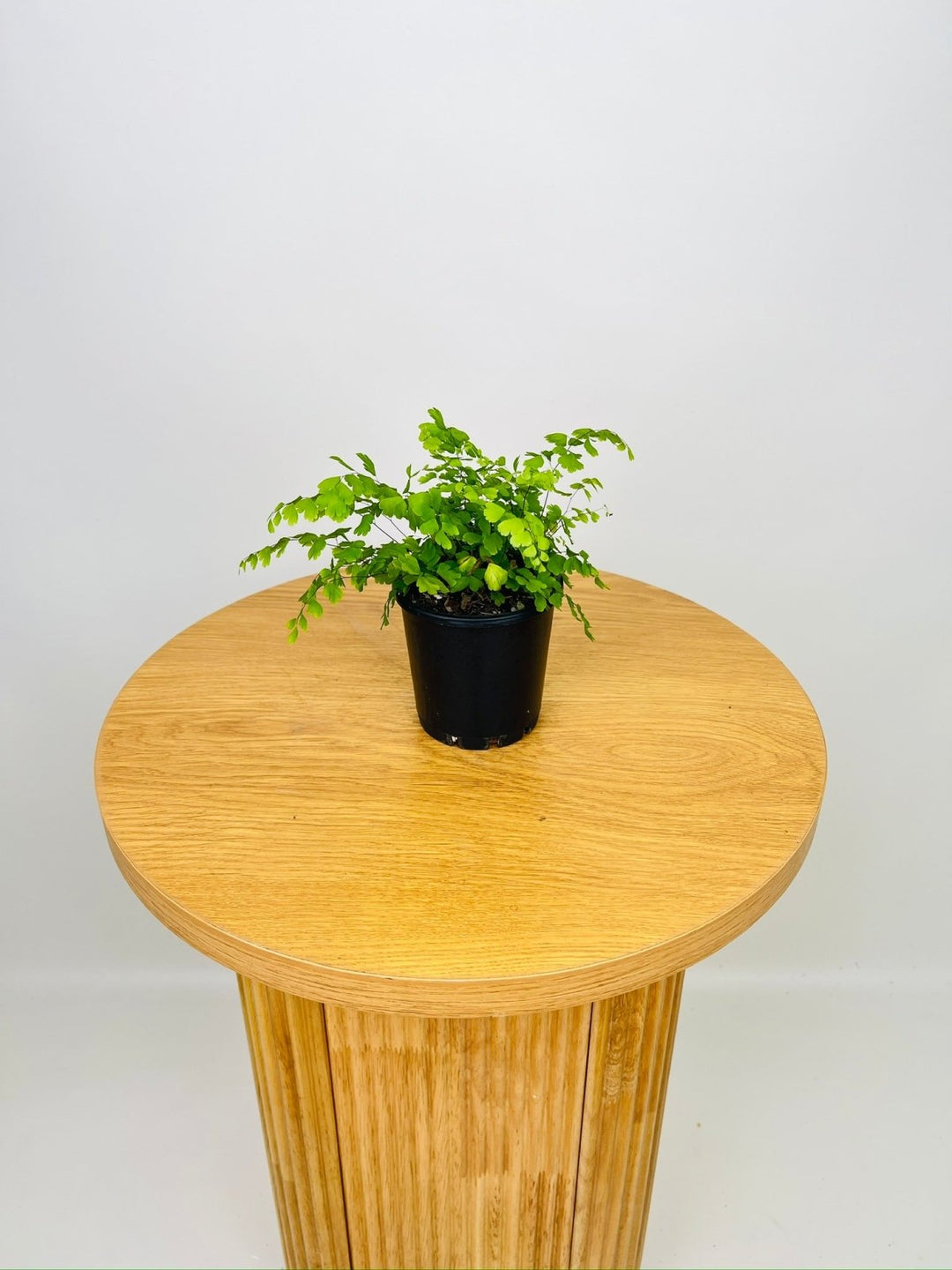 Adiantum Aethiopicum - Maidenhair Fern | Uprooted