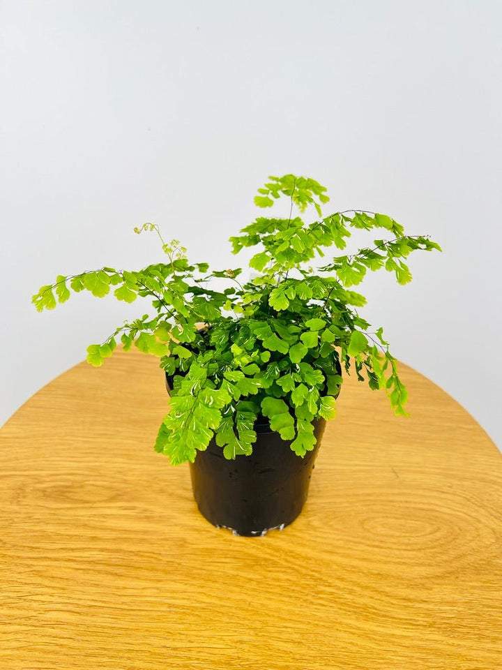 Adiantum Variegata - Variegated Maidenhair Fern | Uprooted