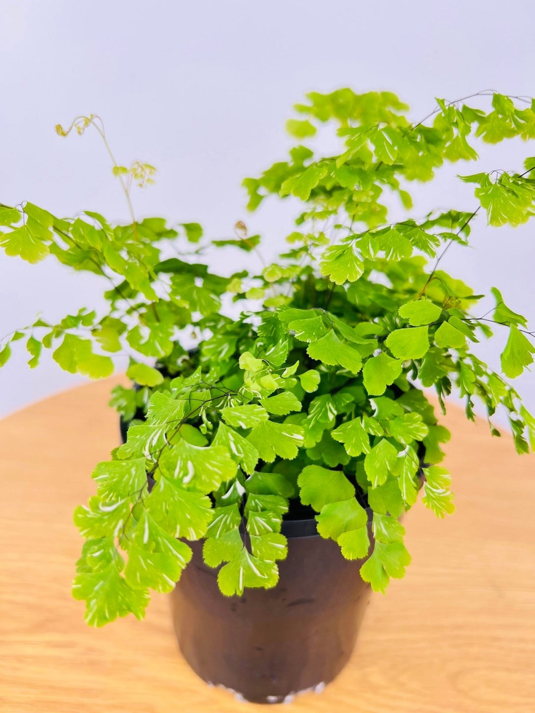 Adiantum Variegata - Variegated Maidenhair Fern | Uprooted