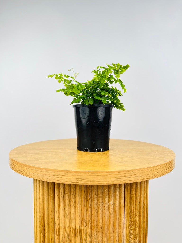 Adiantum Variegata - Variegated Maidenhair Fern | Uprooted