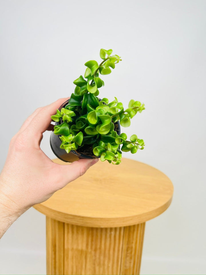 Aeschynanthus Radicans - Curly Lipstick Plant | Uprooted