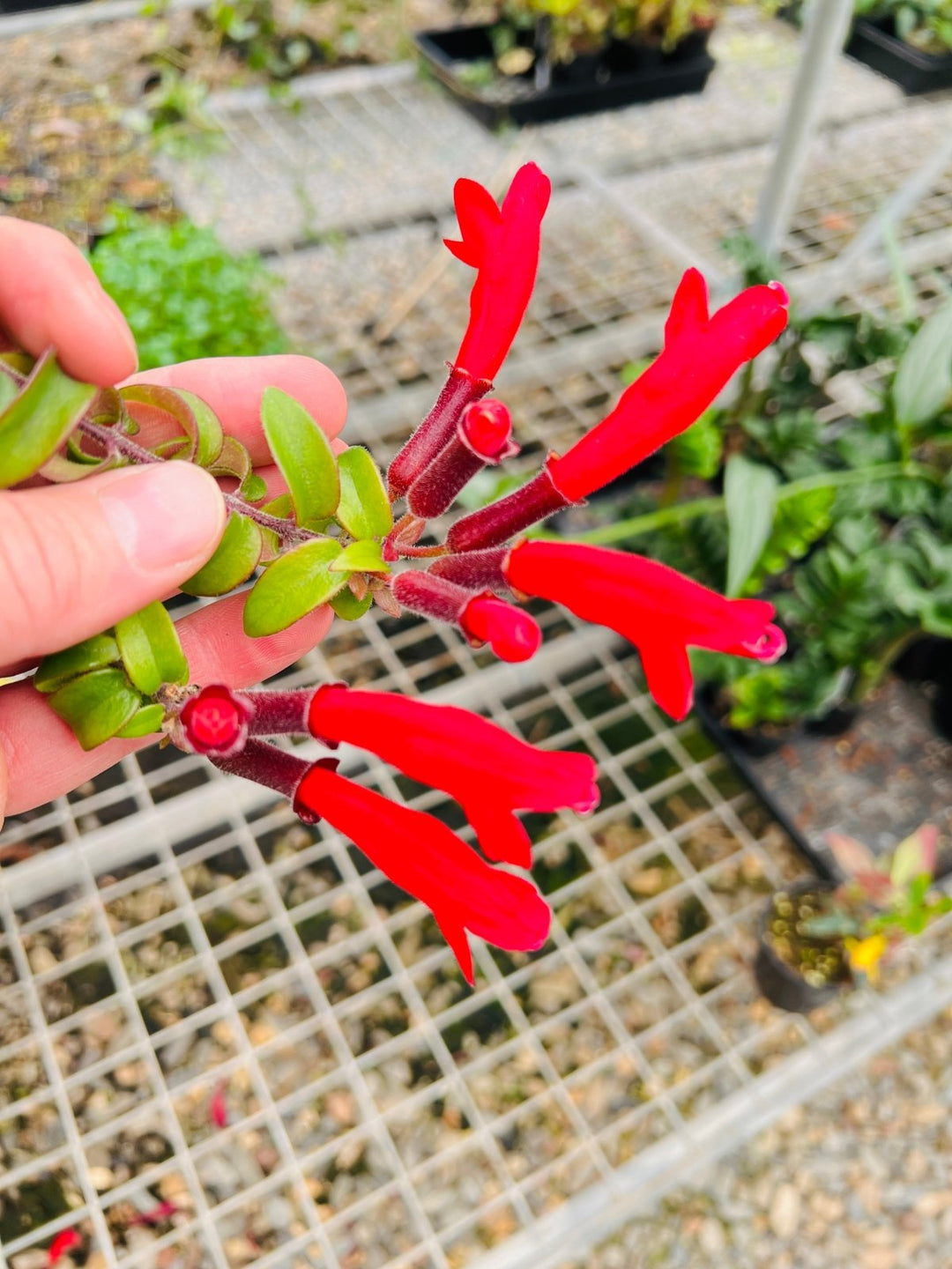 Aeschynanthus Radicans - Curly Lipstick Plant | Uprooted