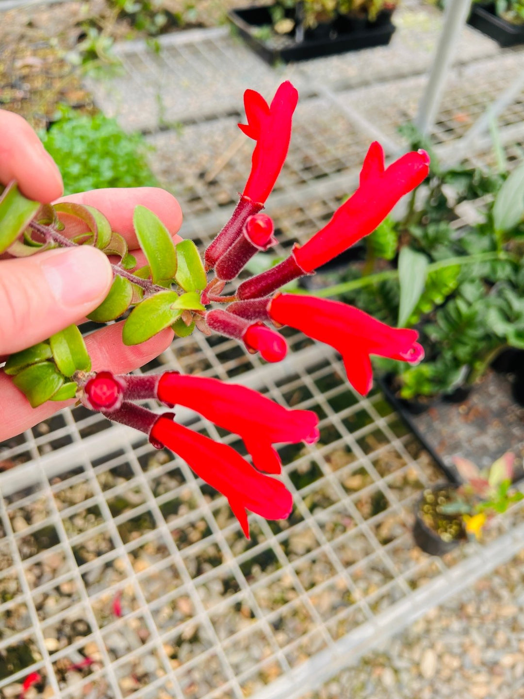 Aeschynanthus Radicans - Curly Lipstick Plant | Uprooted