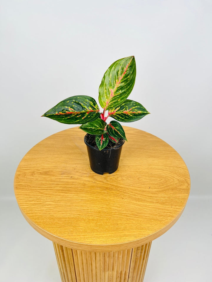 Aglaonema Ammaj Jareon | Uprooted