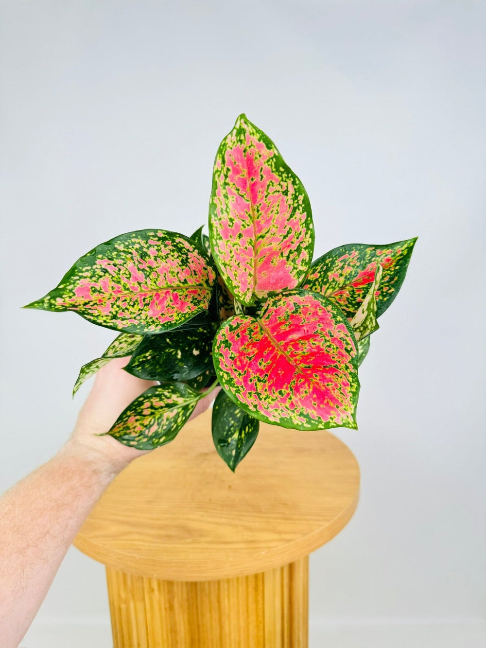 Aglaonema Anyamanee | Uprooted