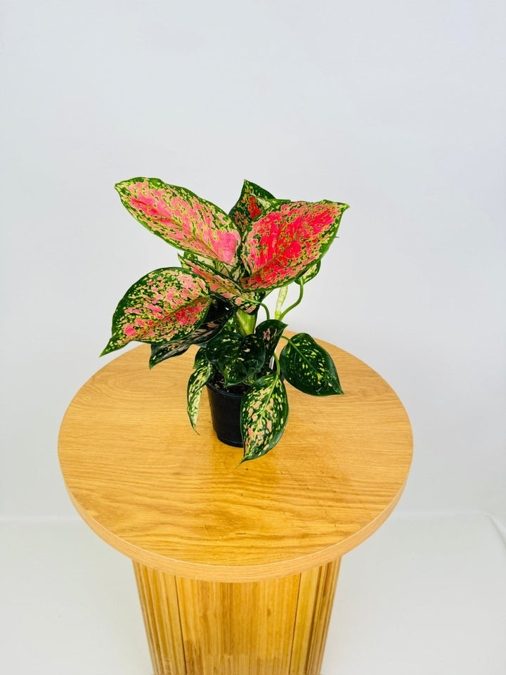 Aglaonema Anyamanee | Uprooted