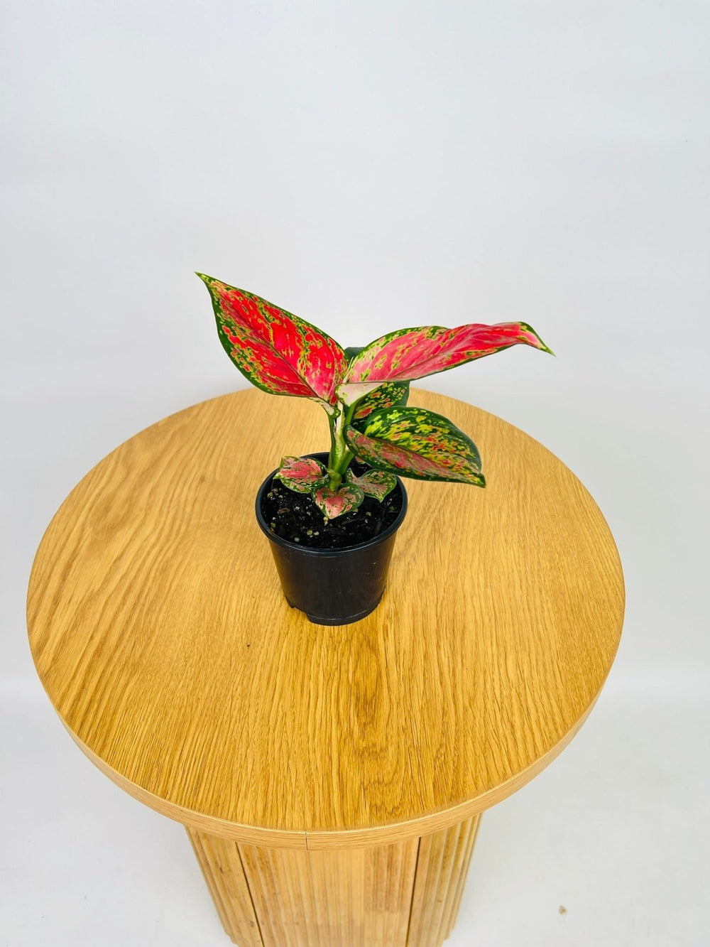 Aglaonema Beauty | Uprooted