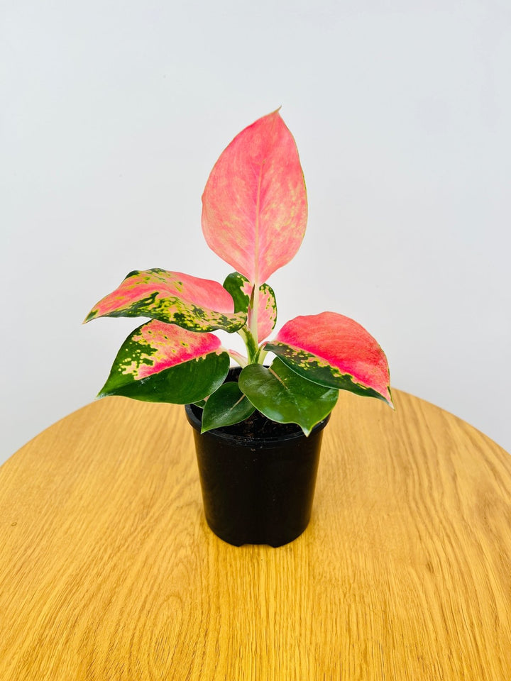 Aglaonema China Red | Uprooted