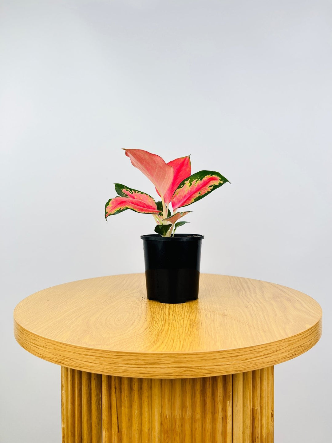 Aglaonema China Red | Uprooted