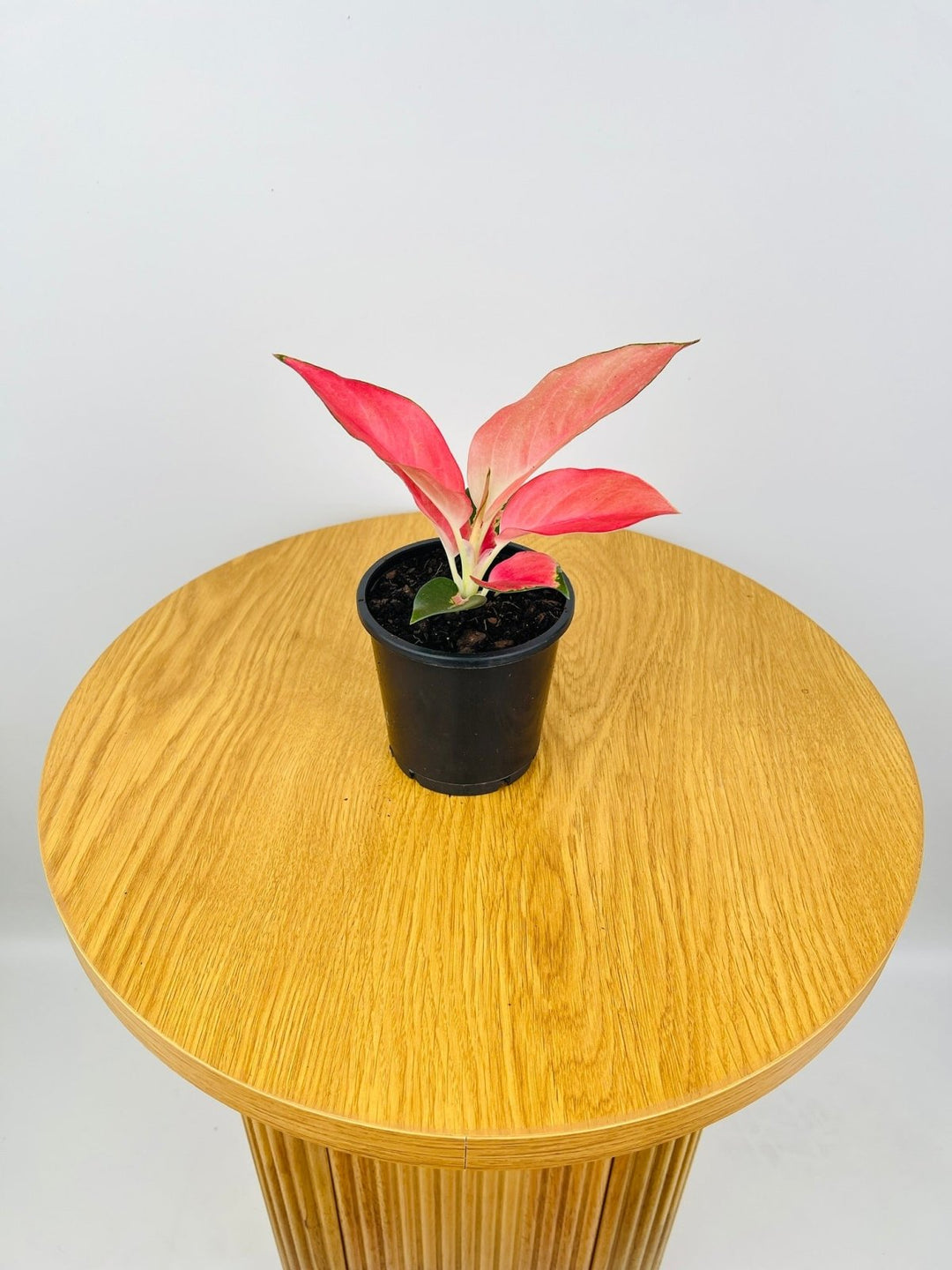 Aglaonema China Red | Uprooted